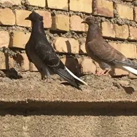 کفتر دم سفید گم شد