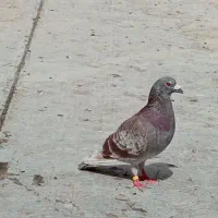 نر بور سرخ