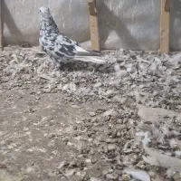 هفترنگ دم سفید ماده