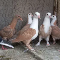 جوجه کبوتر رنگی