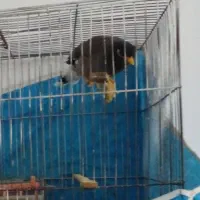 مرغ مینا سخن گو