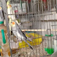 یک جفت عروس هلندی  ۲ساله آماده