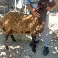 قوچ همو
