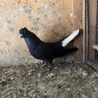 کبوتر|پرنده|ابهر, |دیوار