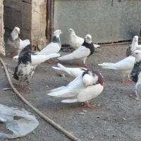 کفتر طوقی
