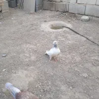 کفتر پاکستانی