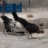 ۷ عدد خروس محلی ۵ ماهه