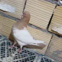 کبوتر|پرنده|بم, |دیوار