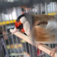 سهره دهن لر بروجردی