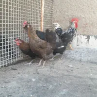 مرغ خروس اوردک