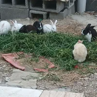 فروش خرگوش
