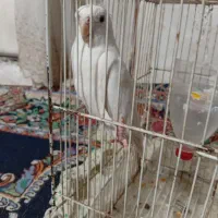 عروس هلندی نر