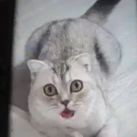 گربه