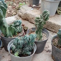 کاکتوس صخره ای 3ساله