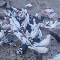 کبوترپرشی