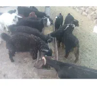 بزغاله نروماده درجه یک فروشی