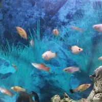 میگو رد چری ،ماهی مولی