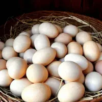 تخم مرغ محلی روز تازه