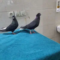 پرنده دم سفید و نرماده سینه قهوهی