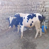 گوساله نر