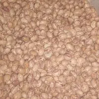 لوبیا چیتی