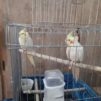 عروس هلندی