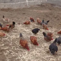 تعدادی مرغ تخم گذار به فروش