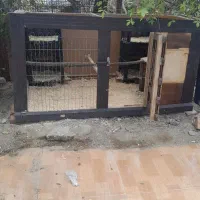 لانه چوبی مرغ و خروس ۲طبقه فول امکانات