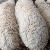 گوسفند|حیوانات مزرعه|نیمروز, |دیوار