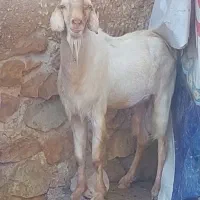 فروش کهره نر