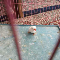 فنچ نر معامله با ماده