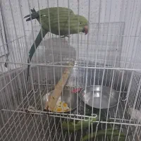 طوطی ملنگو