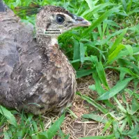 جوجه طاووس نر و ماده هندی