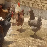 مرغ و خروس