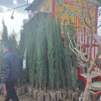 نهال و درخت سرو شیراز درشت ۳ متری
