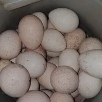 تخم بوقلمون نطفه دار