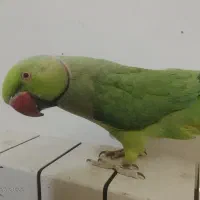 طوطی ملنگو نر رام سخن
