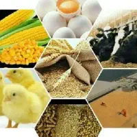 خوراک دام،کنسانتره شیری پرواری و غیره