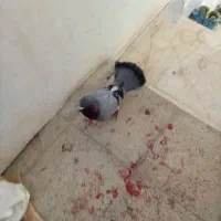 کفتر|پرنده|شیروان (خراسان), |دیوار