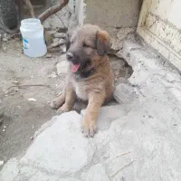 توله سراب نر