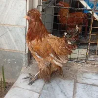 خروس سلطان
