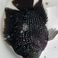 ماهی فلاور ۱۰cm