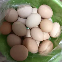 تخم مرغ محلی اصل خونگی تازه تمیز