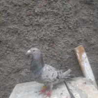 کفتر