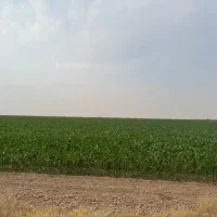 زمین کشاورزی و کشت پسته کاملا مکانیزه