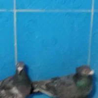 سلام به همه عشق بازان