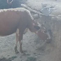 گاو و گوساله دورگه