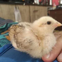 مرغ و خروس محلی