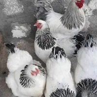 تخم مرغ برهما  درشت