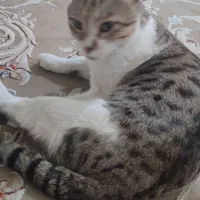 گربه گمشده
